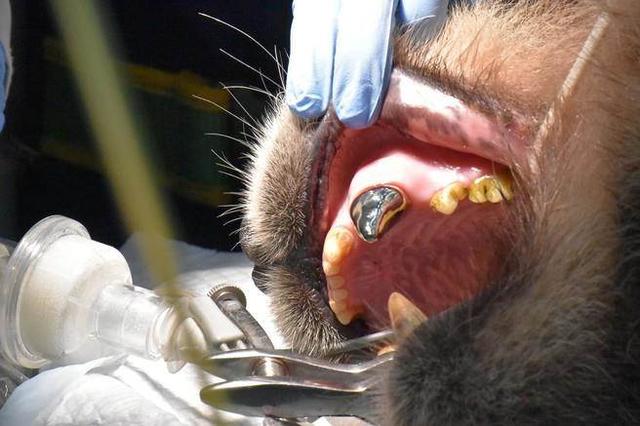 12月9日,保育员发现"团团"的左上犬齿断裂流血.(图片取自台媒)