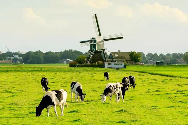 荷兰农旅结合的有机牧场