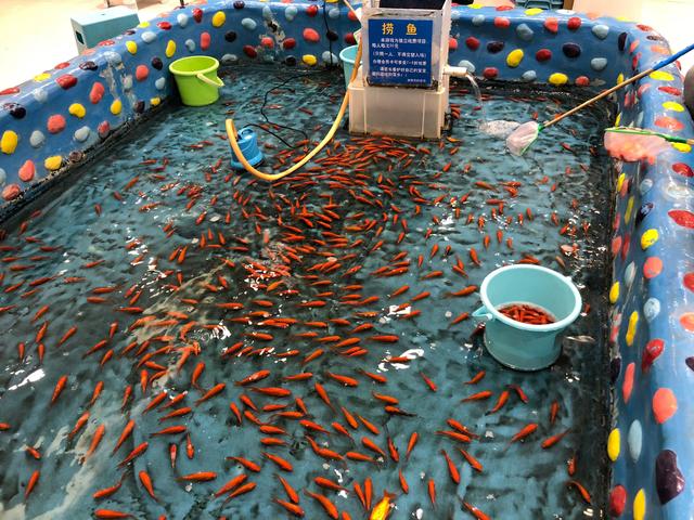 疯狂游戏亲子乐园里"捞金鱼" 一天死了多少小鱼儿!