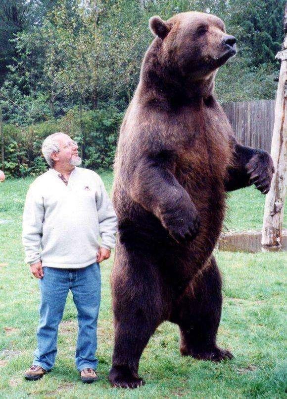 地球上最大的熊,北极熊和棕熊谁是老大?在这种熊跟前都是小弟