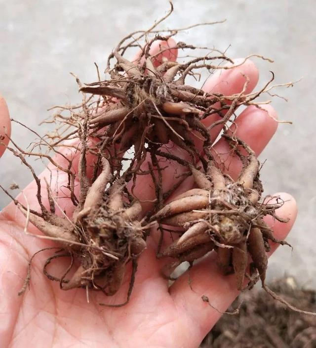 因为花毛茛的块根很脆弱,所以在采收的时候,一定要小心挖.