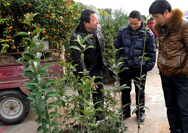 栽种果树选择春季,还是秋季?清楚这4点,果树栽种选择最佳时间