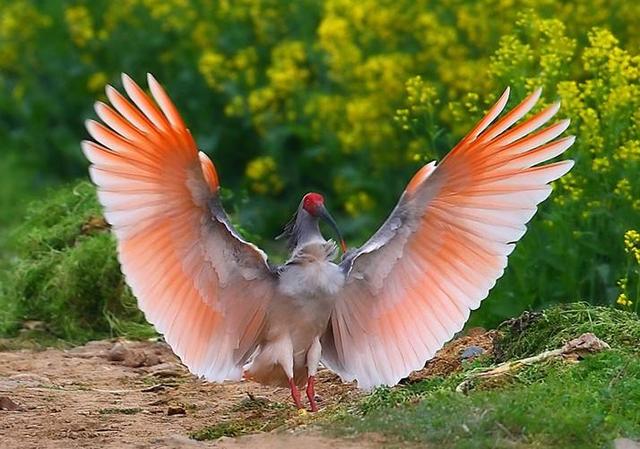 陕西汉中出现大群珍稀鸟类,当地人叫它红鹤,还是一种"