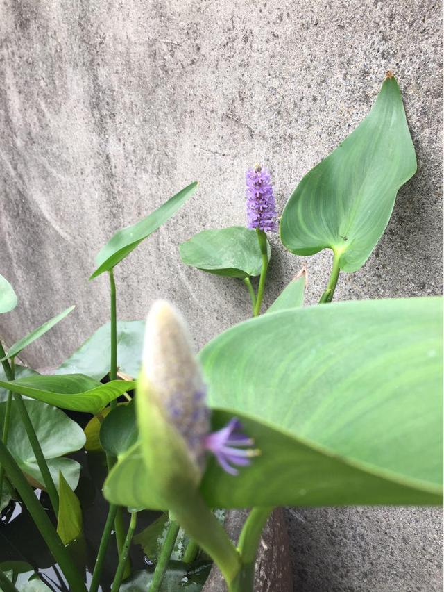 梭鱼草就爱喝水,开花像条小蓝鱼,风中游弋真美妙 花花草草,花草植物