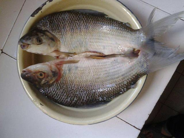 巴西引进的淡水鱼,一斤50元,蛋白质成分比