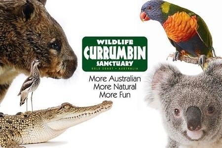 澳洲观——澳大利亚盛产哪些呆萌动物？