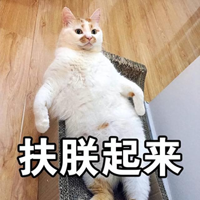 一分钟带你领会“中华故乡猫”的性情，网友：很是准！ 第1张图片