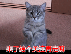 一分钟带你领会“中华故乡猫”的性情，网友：很是准！ 第9张图片