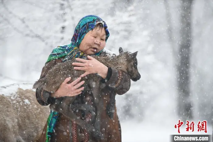 离别驯鹿和山林 鄂温克驯鹿文化的保护者柳霞去世 第1张图片