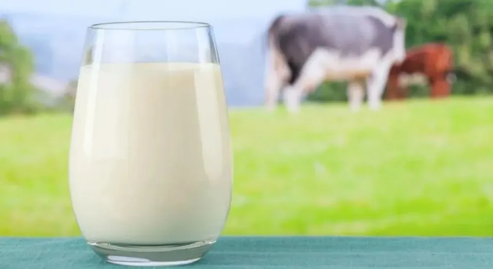 大范围研讨揭露：常喝牛奶，与中国人癌症风险升高有关，特别是肝癌和乳腺癌 第1张图片