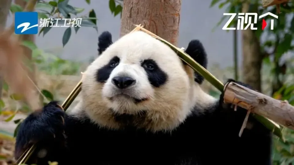 浙江卫视「文化开年」如此破题，打造献给Z世代的“视频年” 第12张图片