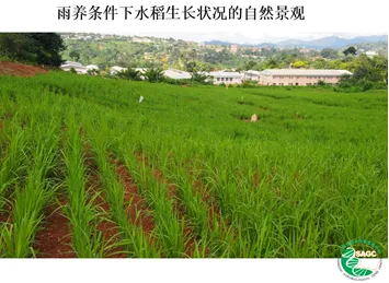 走入非洲的节水抗旱稻为啥能打？节水40%、削减甲烷排放70%｜地球呼唤 第7张图片