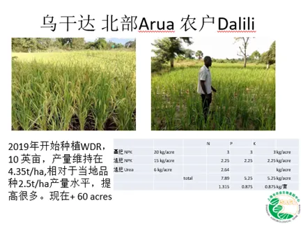 走入非洲的节水抗旱稻为啥能打？节水40%、削减甲烷排放70%｜地球呼唤 第8张图片